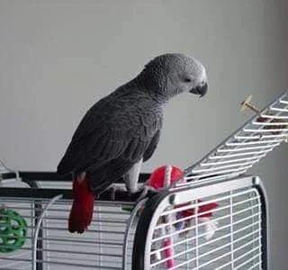 Friendly african grey parrot
