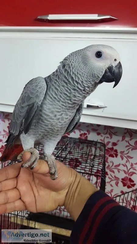 Friendly african grey parrot