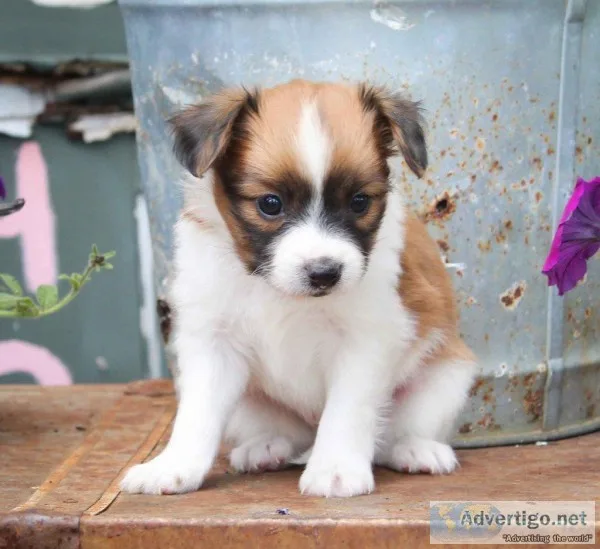 Arthur ICA Male Papillon