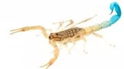 Blue scorpion peptides
