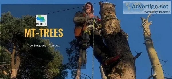 Tree Removal Glasgow