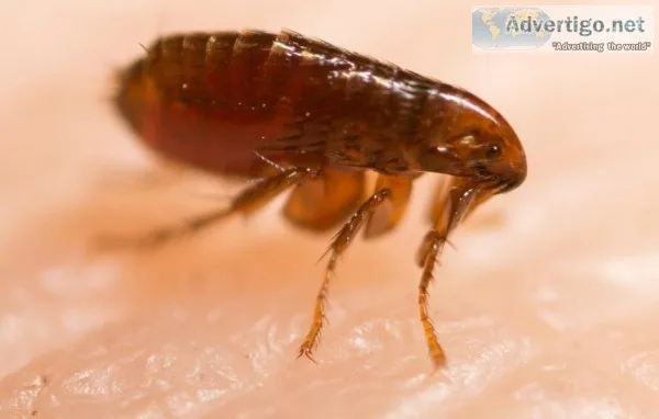 Flea Infestation - Del Velle Pest Control