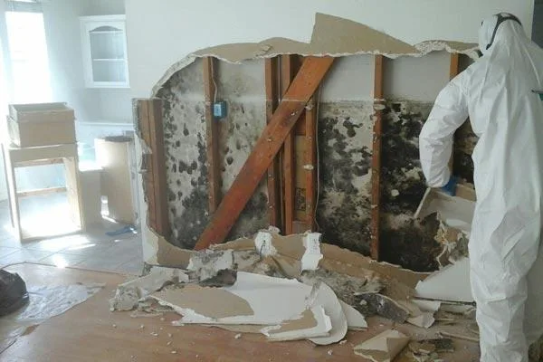 Are you Looking Mold Removal Company