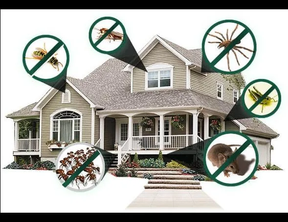 Pest Control in Hyderabad  Best Pest Control Services in Hyderab