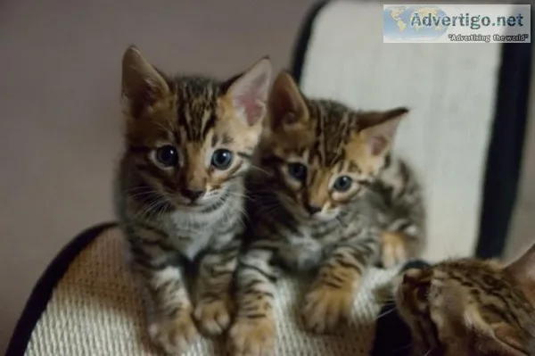f2 bengals males