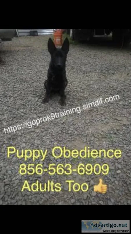 Handling k9 🦮 all issues socialization and