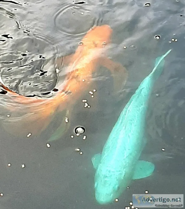 Koi Fish