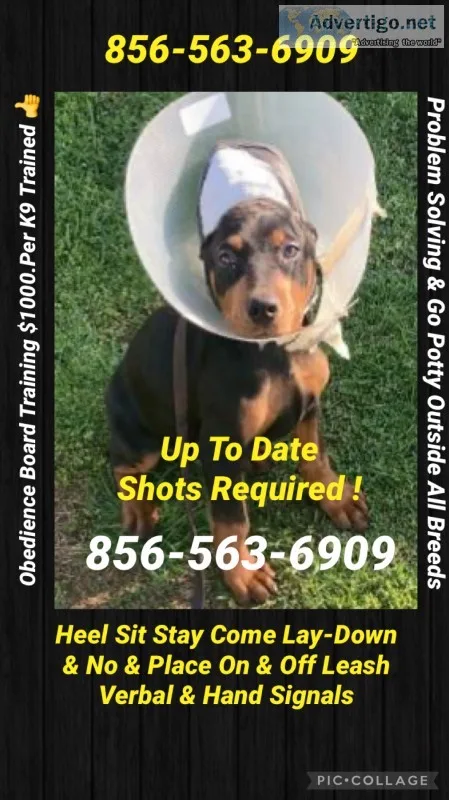 We control your dog 🐕
