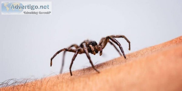Best Spider Pest Control Services in Hyderabad - Pest Control