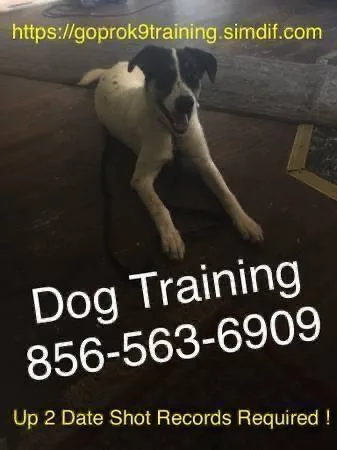 Off leash obedience training