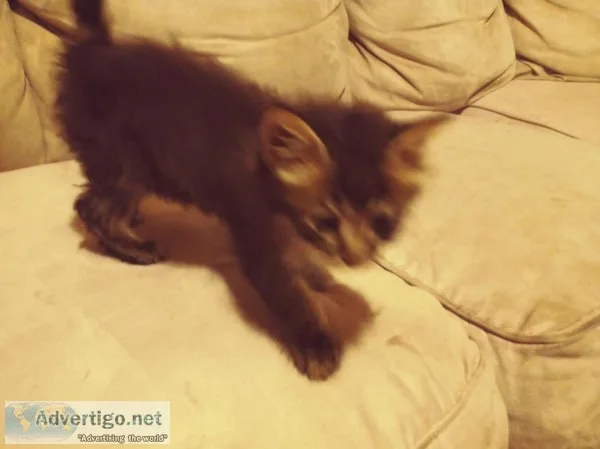 Kittens free to loving home.