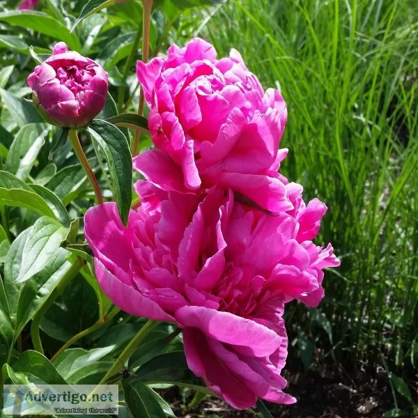 PEONIES FOR SALE