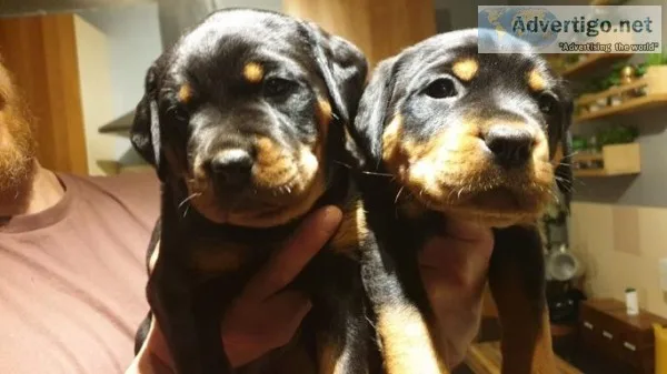 Rottweiler puppies ready to be rehomed