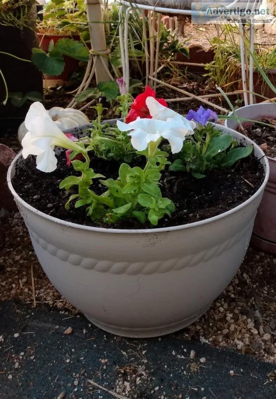 Patriotic Petunias