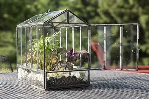 Buy Glass Terrariums online from Urbanborn at lowest price