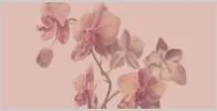 Professional Housekeepers Toronto  Orchidhousekeeping.c om