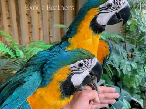Hand reared baby blue & gold macaws for sale