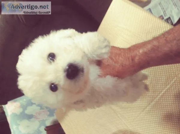 Bichon Frise  puppies