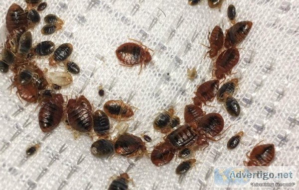 Bed Bug Extermination Service