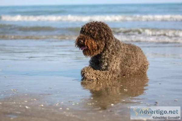 Dog Training Services