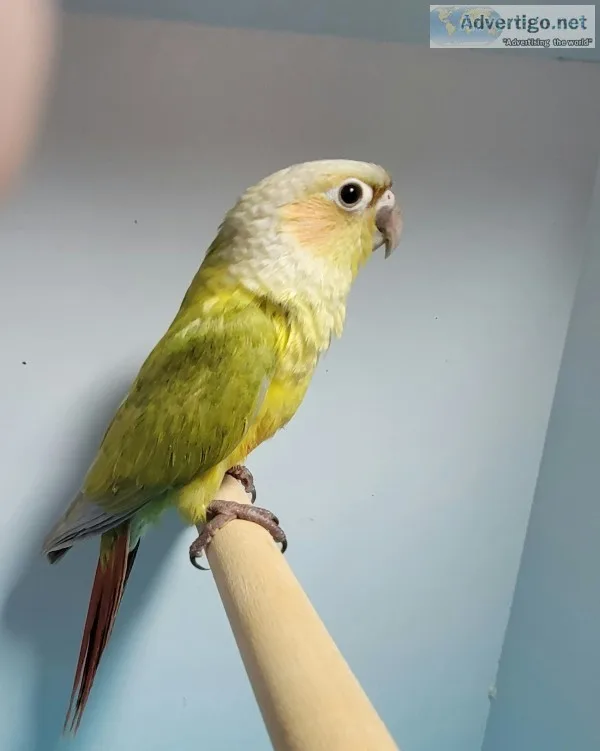 Dilute and split Dilute Green cheek conures