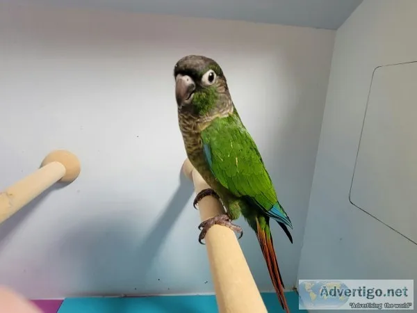 Dilute and split Dilute Green cheek conures