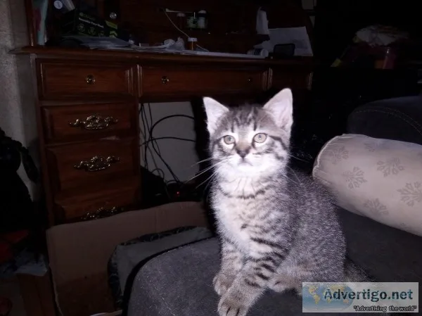 Kittens