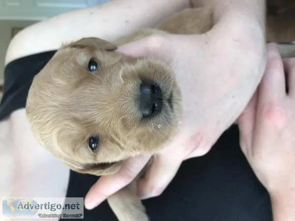 Golden retriever puppies