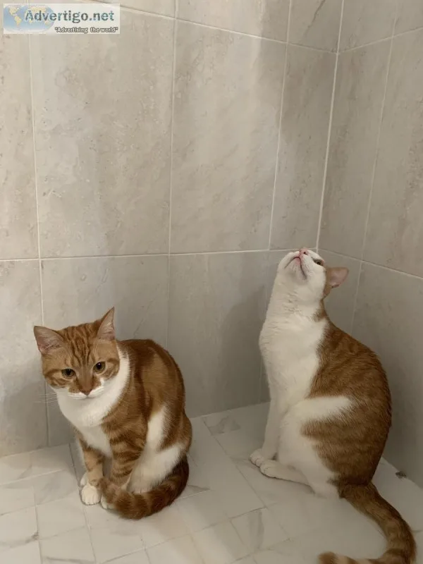 2 cats need rehoming asap