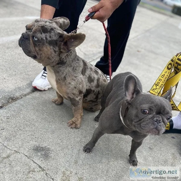 AKC French Bulldog Puppies