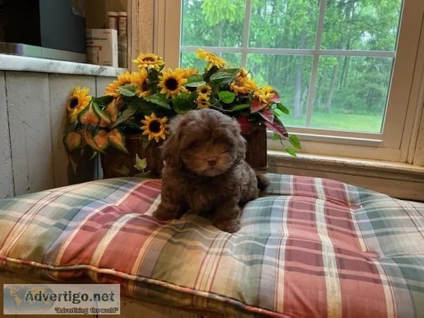 Coco Female Shihpoo