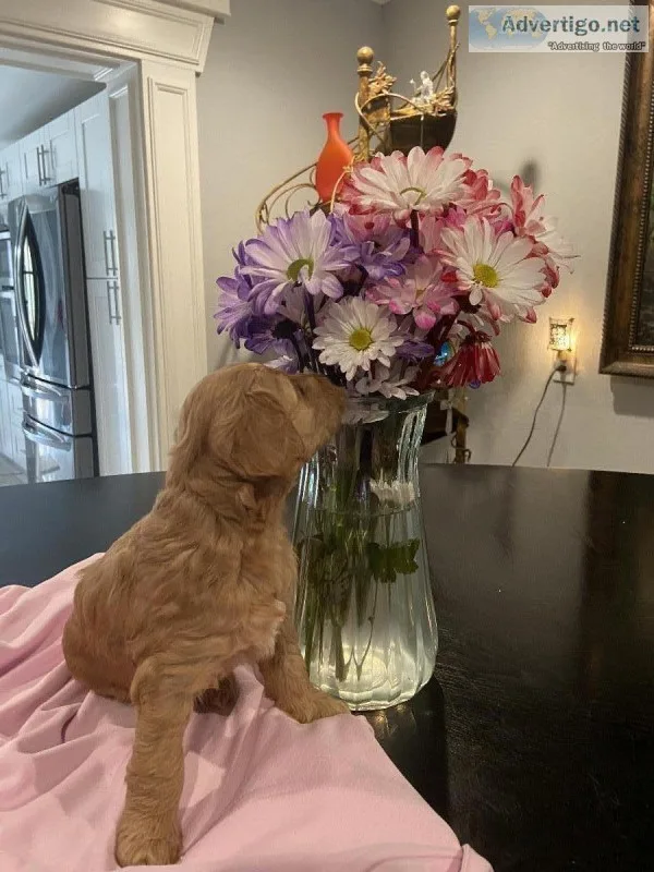Goldendoodle Puppies