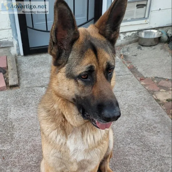 German Shepherd