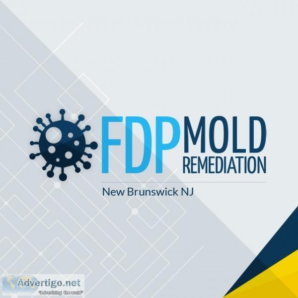FDP Mold Remediation  Mold Remediation New Brunswick