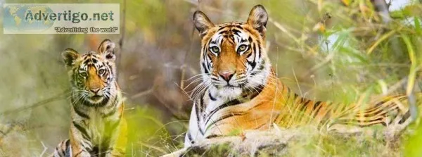 Sundarban Tour Package from Kolkata in Winter Holidays