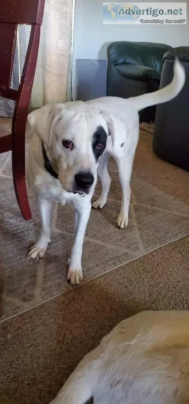 Free Dog to good home