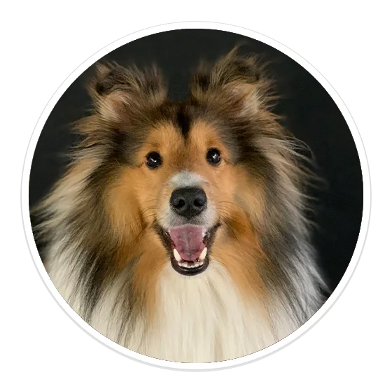 Personal pet care services by professionals