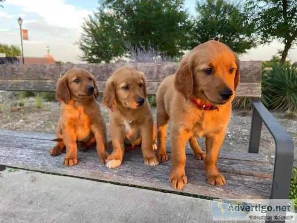 Akc golden retriever