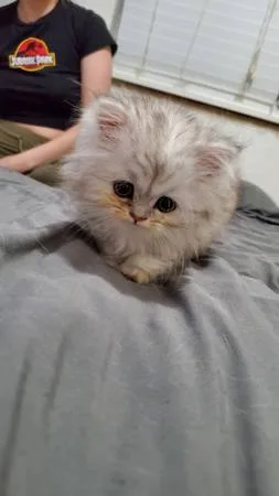 Persian kittens