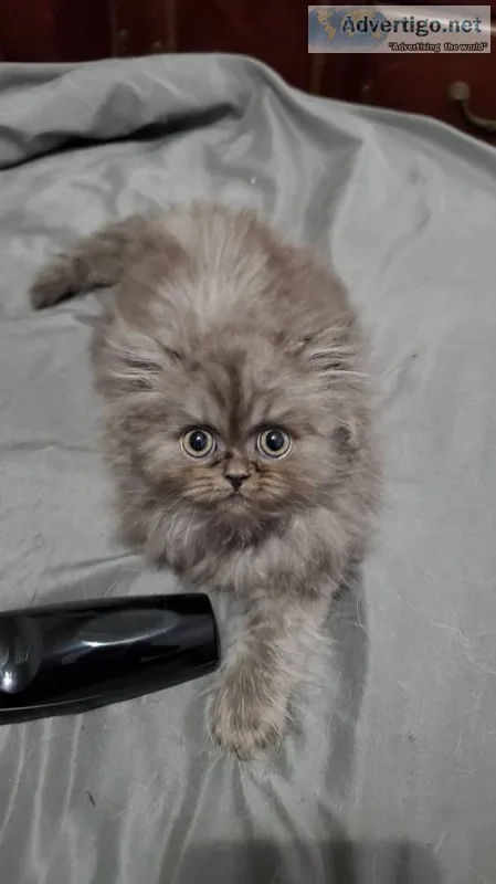 Persian kittens