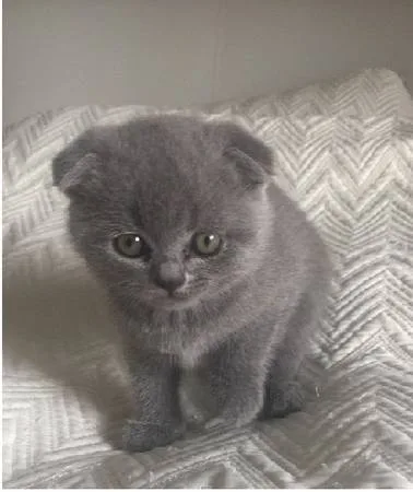 Scottish fold kittens