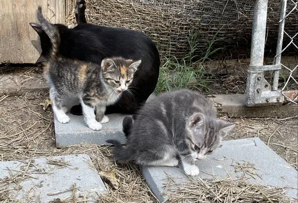 3 kittens