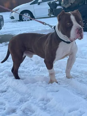 American bully