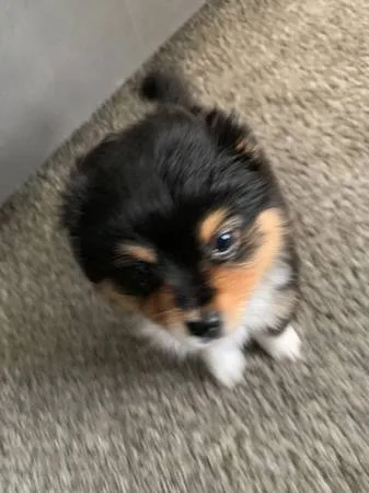 Mini aussie