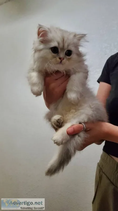Persian kittens