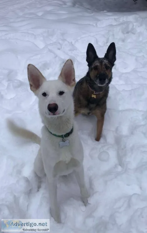 Husky rehoming