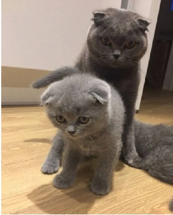 Scottish fold kittens