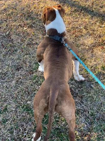 American bully