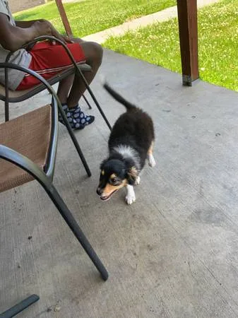 Mini aussie