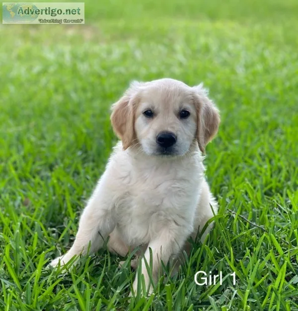 Light golden retriever puppies